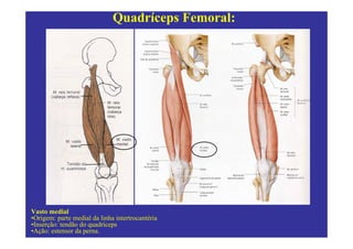Quadríceps Femoral:




Vasto medial
•Origem: parte medial da linha intertrocantéria
•Inserção: tendão do quadríceps
•Ação: estensor da perna.
 