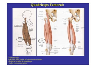 Quadríceps Femoral:




Vasto lateral.
•Origem: parte lateral da linha intertrocantéria.
•Inserção: tendão do quadríceps
•Ação: estensor da perna.
 