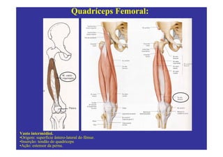 Quadríceps Femoral:




Vasto intermédiol.
•Origem: superfície ântero-lateral do fêmur.
•Inserção: tendão do quadríceps
•Ação: estensor da perna.
 