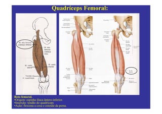 Quadríceps Femoral:




Reto femoral.
•Origem: espinha ilíaca ântero-inferior.
•Inserção: tendão do quadríceps
•Ação: flexiona a coxa e estende da perna.
 