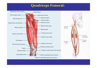 Quadríceps Femoral:
 