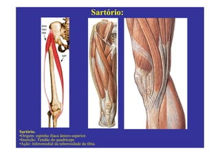 Sartório:




Sartório.
•Origem: espinha ilíaca ântero-superior.
•Inserção: Tendão do quadríceps
•Ação: ínferomedial da tuberosidade da tíbia.
 