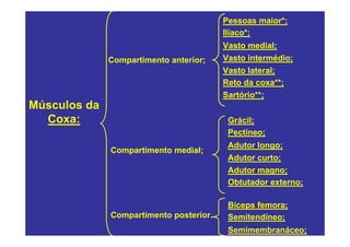 Pessoas maior*;
                                         Ilíaco*;
                                         Vasto medial;
              Compartimento anterior;    Vasto intermédio;
                                         Vasto lateral;
                                         Reto da coxa**;
                                         Sartório**;
Músculos da
  Coxa:                                   Grácil;
                                          Pectíneo;
                                          Adutor longo;
              Compartimento medial;
                                          Adutor curto;
                                          Adutor magno;
                                          Obtutador externo;

                                          Bíceps femora;
              Compartimento posterior.    Semitendíneo;
                                          Semimembranáceo;
 