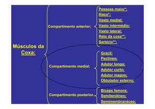 Pessoas maior*;
                                         Ilíaco*;
                                         Vasto medial;
              Compartimento anterior;    Vasto intermédio;
                                         Vasto lateral;
                                         Reto da coxa**;
                                         Sartório**;
Músculos da
  Coxa:                                   Grácil;
                                          Pectíneo;
                                          Adutor longo;
              Compartimento medial;
                                          Adutor curto;
                                          Adutor magno;
                                          Obtutador externo;

                                          Bíceps femora;
              Compartimento posterior.    Semitendíneo;
                                          Semimembranáceo;
 