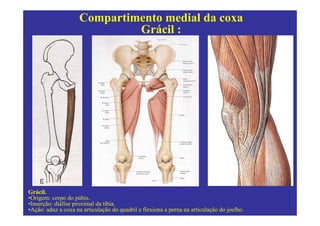 Compartimento medial da coxa
                              Grácil :




Grácil.
•Origem: corpo do púbis.
•Inserção: diáfise proximal da tíbia.
•Ação: aduz a coxa na articulação do quadril e flexiona a perna na articulação do joelho.
 