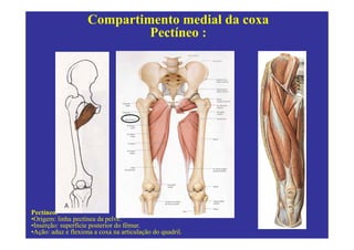 Compartimento medial da coxa
                             Pectíneo :




Pectíneo.
•Origem: linha pectínea da pelve.
•Inserção: superfície posterior do fêmur.
•Ação: aduz e flexiona a coxa na articulação do quadril.
 