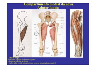 Compartimento medial da coxa
                           Adutor longo:




Adutor longo.
•Origem: superfície externa do púbis.
•Inserção: diáfise do fêmur.
•Ação: aduz e roda lateralmente a coxa na articulação do quadril.
 