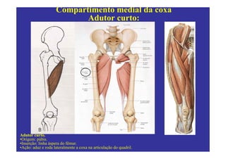 Compartimento medial da coxa
                           Adutor curto:




Adutor curto.
•Origem: púbis.
•Inserção: linha áspera do fêmur.
•Ação: aduz e roda lateralmente a coxa na articulação do quadril.
 