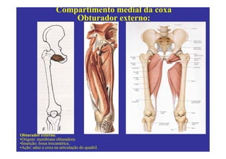 Compartimento medial da coxa
                        Obturador externo:




Obturador externo.
•Origem: membrana obturadora.
•Inserção: fossa trocantérica.
•Ação: aduz a coxa na articulação do quadril.
 