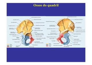 Ossos do quadril
 