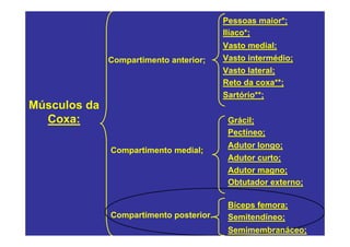 Pessoas maior*;
                                         Ilíaco*;
                                         Vasto medial;
              Compartimento anterior;    Vasto intermédio;
                                         Vasto lateral;
                                         Reto da coxa**;
                                         Sartório**;
Músculos da
  Coxa:                                   Grácil;
                                          Pectíneo;
                                          Adutor longo;
              Compartimento medial;
                                          Adutor curto;
                                          Adutor magno;
                                          Obtutador externo;

                                          Bíceps femora;
              Compartimento posterior.    Semitendíneo;
                                          Semimembranáceo;
 