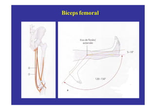 Bíceps femoral:
 