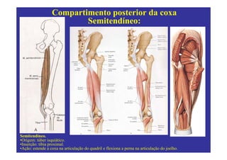 Compartimento posterior da coxa
                          Semitendíneo:




Semitendíneo.
•Origem: túber isquiático.
•Inserção: tíbia proximal.
•Ação: estende a coxa na articulação do quadril e flexiona a perna na articulação do joelho.
 