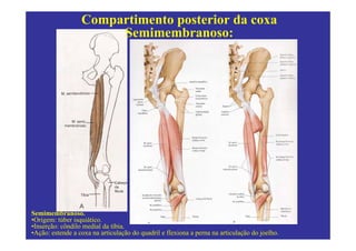 Compartimento posterior da coxa
                       Semimembranoso:




Semimembranoso.
•Origem: túber isquiático.
•Inserção: côndilo medial da tíbia.
•Ação: estende a coxa na articulação do quadril e flexiona a perna na articulação do joelho.
 