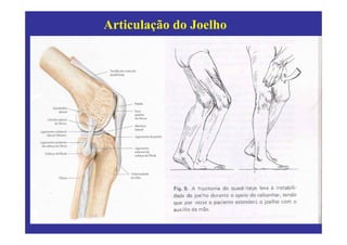 Articulação do Joelho
 