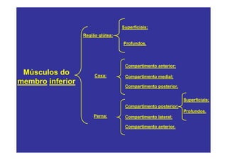 Superficiais;
                  Região glútea:
                                   Profundos.




                                    Compartimento anterior;
 Músculos do           Coxa:        Compartimento medial;
membro inferior
                                    Compartimento posterior.


                                                               Superficiais;
                                    Compartimento posterior;
                                                               Profundos.
                       Perna:       Compartimento lateral;

                                    Compartimento anterior.
 