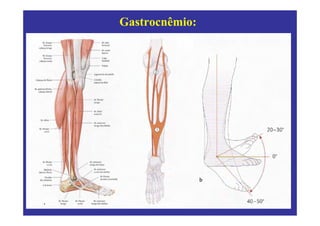Gastrocnêmio:
 