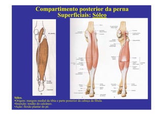 Compartimento posterior da perna
                      Superficiais: Sóleo




Sóleo.
•Origem: margem medial da tíbia e parte posterior da cabeça da fíbula.
•Inserção: tendão do calcâneo.
•Ação: flexão plantar do pé.
 