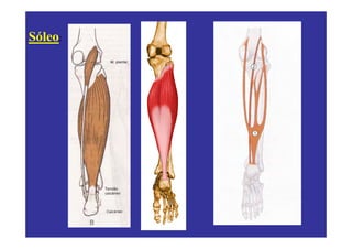 Sóleo:
 