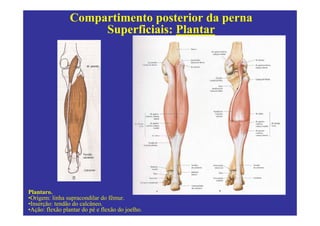 Compartimento posterior da perna
                      Superficiais: Plantar




Plantaro.
•Origem: linha supracondilar do fêmur.
•Inserção: tendão do calcâneo.
•Ação: flexão plantar do pé e flexão do joelho.
 