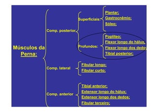 Plantar;
                                Superficiais:   Gastrocnêmio;
                                                Sóleo;
              Comp. posterior
                                                Poplíteo;
                                                Flexor longo do hálux;
Músculos da                     Profundos:      Flexor longo dos dedos
  Perna:                                        Tibial posterior;


                                 Fibular longo;
              Comp. lateral
                                 Fibular curto;



                                 Tibial anterior;
                                 Extensor longo do hálux;
              Comp. anterior
                                 Extensor longo dos dedos;
                                 Fibular terceiro;
 