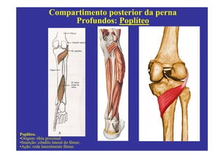 Compartimento posterior da perna
                      Profundos: Poplíteo




Poplíteo.
•Origem: tíbia proximal.
•Inserção: côndilo lateral do fêmur.
•Ação: roda lateralmente fêmur.
 