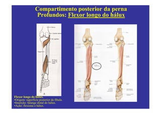 Compartimento posterior da perna
                 Profundos: Flexor longo do hálux




Flexor longo do hálux.
•Origem: superfície posterior da fíbula.
•Inserção: falange distal do hálux.
•Ação: flexiona o hálux.
 