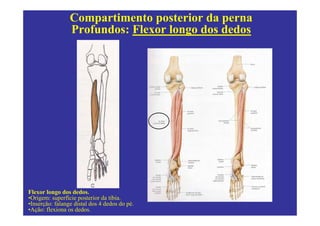 Compartimento posterior da perna
                 Profundos: Flexor longo dos dedos




Flexor longo dos dedos.
•Origem: superfície posterior da tíbia.
•Inserção: falange distal dos 4 dedos do pé.
•Ação: flexiona os dedos.
 