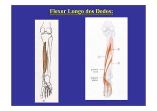 Flexor Longo dos Dedos:
 