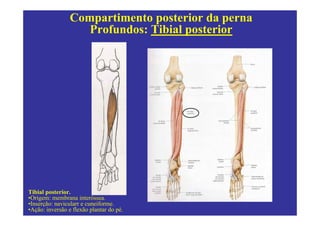 Compartimento posterior da perna
                    Profundos: Tibial posterior




Tibial posterior.
•Origem: membrana interóssea.
•Inserção: navicularr e cuneiforme.
•Ação: inversão e flexão plantar do pé.
 