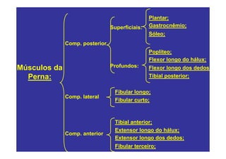 Plantar;
                                Superficiais:   Gastrocnêmio;
                                                Sóleo;
              Comp. posterior
                                                Poplíteo;
                                                Flexor longo do hálux;
Músculos da                     Profundos:      Flexor longo dos dedos
  Perna:                                        Tibial posterior;


                                 Fibular longo;
              Comp. lateral
                                 Fibular curto;



                                 Tibial anterior;
                                 Extensor longo do hálux;
              Comp. anterior
                                 Extensor longo dos dedos;
                                 Fibular terceiro;
 