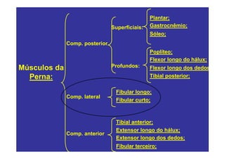 Plantar;
                                Superficiais:   Gastrocnêmio;
                                                Sóleo;
              Comp. posterior
                                                Poplíteo;
                                                Flexor longo do hálux;
Músculos da                     Profundos:      Flexor longo dos dedos
  Perna:                                        Tibial posterior;


                                 Fibular longo;
              Comp. lateral
                                 Fibular curto;



                                 Tibial anterior;
                                 Extensor longo do hálux;
              Comp. anterior
                                 Extensor longo dos dedos;
                                 Fibular terceiro;
 
