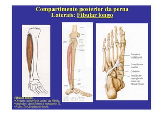 Compartimento posterior da perna
                     Laterais: Fibular longo




Fibular longo.
•Origem: superfície lateral da fíbula.
•Inserção: cuneiforme e metatarso II.
•Ação: flexão plantar do pé.
 