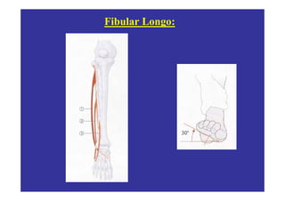 Fibular Longo:
 