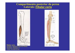 Compartimento posterior da perna
                     Laterais: Fibular curto




Fibular curto.
•Origem: superfície lateral da fíbula.
•Inserção: metatarso V.
•Ação: elevação do pé.
 