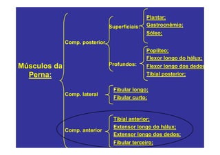 Plantar;
                                Superficiais:   Gastrocnêmio;
                                                Sóleo;
              Comp. posterior
                                                Poplíteo;
                                                Flexor longo do hálux;
Músculos da                     Profundos:      Flexor longo dos dedos
  Perna:                                        Tibial posterior;


                                 Fibular longo;
              Comp. lateral
                                 Fibular curto;



                                 Tibial anterior;
                                 Extensor longo do hálux;
              Comp. anterior
                                 Extensor longo dos dedos;
                                 Fibular terceiro;
 