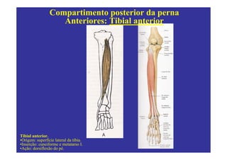 Compartimento posterior da perna
                    Anteriores: Tibial anterior




Tibial anterior.
•Origem: superfície lateral da tíbia.
•Inserção: cuneiforme e metatarso I.
•Ação: dorsiflexão do pé.
 