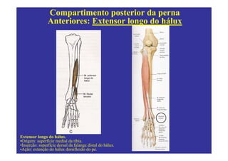 Compartimento posterior da perna
                Anteriores: Extensor longo do hálux




Extensor longo do hálux.
•Origem: superfície medial da tíbia.
•Inserção: superfície dorsal da falange distal do hálux.
•Ação: extenção do hálux dorsiflexão do pé.
 