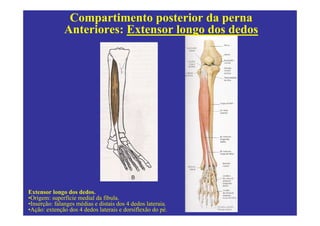 Compartimento posterior da perna
               Anteriores: Extensor longo dos dedos




Extensor longo dos dedos.
•Origem: superfície medial da fíbula.
•Inserção: falanges médias e distais dos 4 dedos lateraia.
•Ação: extenção dos 4 dedos laterais e dorsiflexão do pé.
 