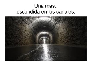 Una mas,
escondida en los canales.
 
