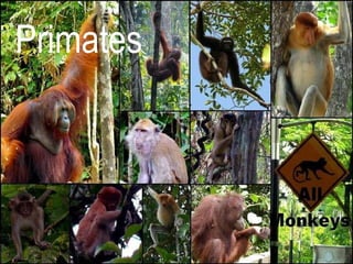 Primates 