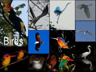 Birds 