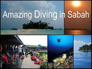 Amazing  Diving  in Sabah 