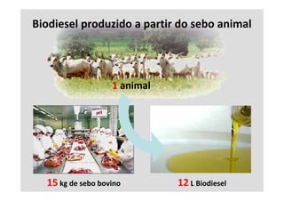 Biodiesel produzido a partir do sebo animal




                    1 animal 




  15 kg de sebo bovino          12 L Biodiesel
 