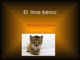 El lince ibérico
De Daniel y Carlos
 