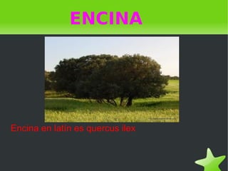 ENCINA




Encina en latín es quercus ilex


                          
 