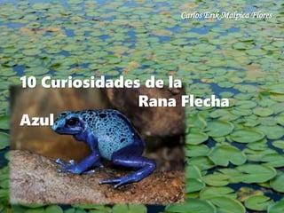 10 Curiosidades de la
Rana Flecha
Azul
Carlos Erik Malpica Flores
 