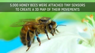5,000 HONEY BEES WERE ATTACHED TINY SENSORS
TO CREATE A 3D MAP OF THEIR MOVEMENTS
 