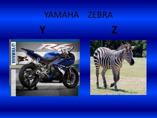 YAMAHA ZEBRA
Y Z