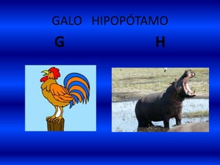 GALO HIPOPÓTAMO
G H